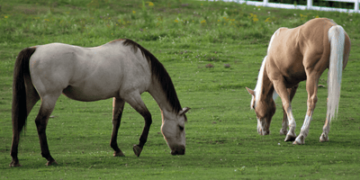 Who’s the Best Agent to Sell Horse Properties in Kane County, Illinois?