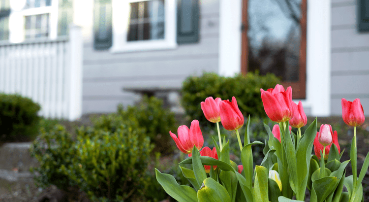 A vibrant display of pink tulips in the foreground with a cozy white house in the background.